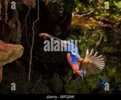 Azur Kingfisher (Alcedo azurea), Fam. Alcedinidae, Erwachsene mit Yabby nähern Nestmulde, washpool National Park, New South Wales, Australien Stockfoto