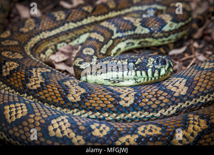 Teppichpython (Morelia spilota Variegata), Fam. Boidae, washpool National Park, New South Wales, Australien Stockfoto