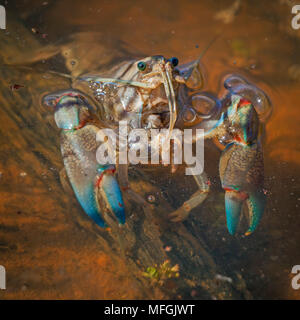 Süßwasserkrebse - Yabby (Cherax destructor), Fam. Breething Parastacidae, Luft an der Oberfläche, Mulyangarie Station, South Australia, Australien Stockfoto