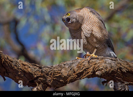 Collared Sperber (Accipiter cirrhocephalus), Fam. Mulyangarie Accipitridae, Station, South Australia, Australien Stockfoto