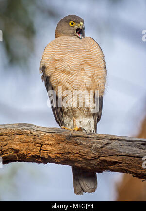 Collared Sperber (Accipiter cirrhocephalus), Fam. Accipitridae, Weiblich, Mulyangarie Station, South Australia, Australien Stockfoto