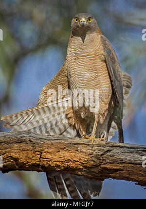 Collared Sperber (Accipiter cirrhocephalus), Fam. Accipitridae, Weiblich, Mulyangarie Station, South Australia, Australien Stockfoto