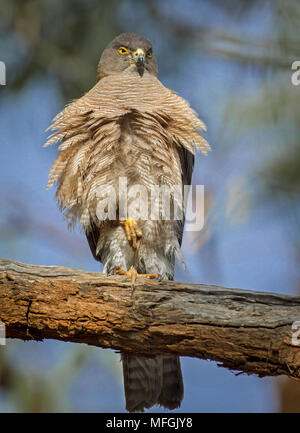 Collared Sperber (Accipiter cirrhocephalus), Fam. Accipitridae, Weiblich, Mulyangarie Station, South Australia, Australien Stockfoto