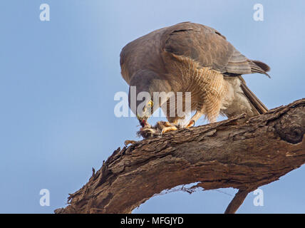 Collared Sperber (Accipiter cirrhocephalus), Fam. Accipitridae, Weiblich, Mulyangarie Station, South Australia, Australien Stockfoto