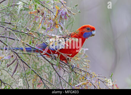 Crimson Rosella (Platycercus elegans), Fam. Papageienvögel, Fütterung auf Acacia Samen, Oxley Wild River National Park, New South Wales, Australien Stockfoto