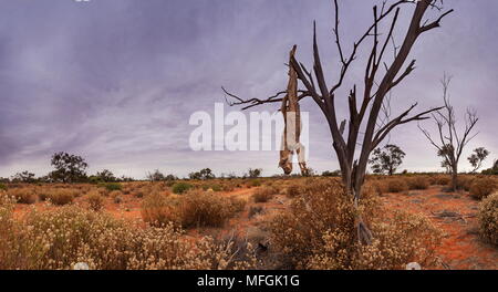 Dingo Karkasse, wilde Hunde sind als Schädling und jeder Hund, der gefunden wird, südlich der Dingo Zaun wird erschossen und oft durch Hängen des Tierkörpers, die auf einer angezeigten Stockfoto