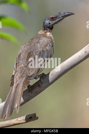 Laut Friarbird (Philemon corniculatus), Fam. Meliphagidae, Armidale, New South Wales, Australien Stockfoto