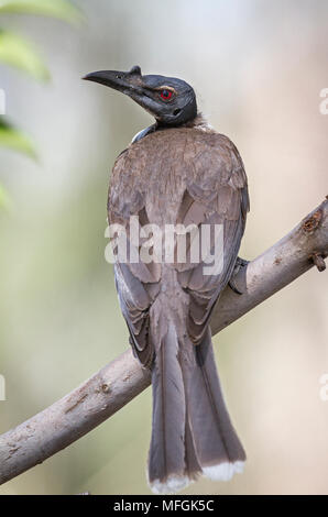 Laut Friarbird (Philemon corniculatus), Fam. Meliphagidae, Armidale, New South Wales, Australien Stockfoto