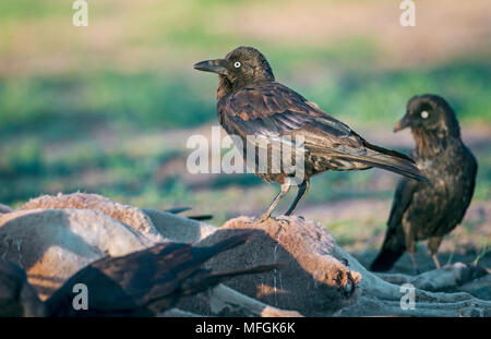 Australische Raben (Corvus coronoides), Fam. Corvidae, Fütterung auf Kangaroo Karkasse, Mulyangarie Station, South Australia, Australien Stockfoto