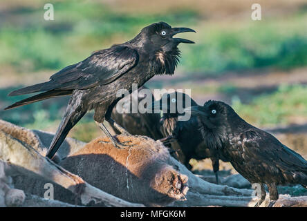 Australische Raben (Corvus coronoides), Fam. Corvidae, Fütterung auf Kangaroo Karkasse, Mulyangarie Station, South Australia, Australien Stockfoto