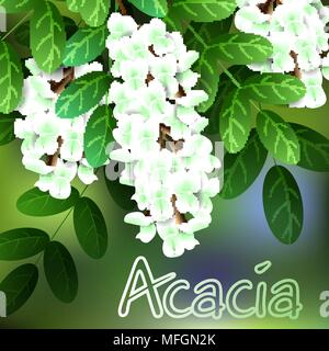 Schöner Frühling Blumen Akazie. Karten oder Ihr Design mit Platz für Text. Vector Illustration Stock Vektor