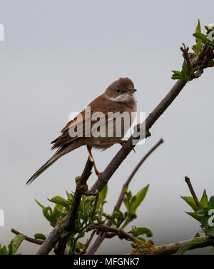 Gemeinsame Whitethroat (Sylvia Communis) Stockfoto