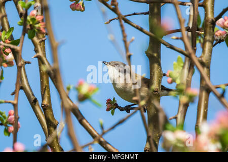 Vogelperspektive Whitethroat Sylvia Communis, singen um ein Weibchen während der Brutzeit im Frühjahr zu gewinnen Stockfoto