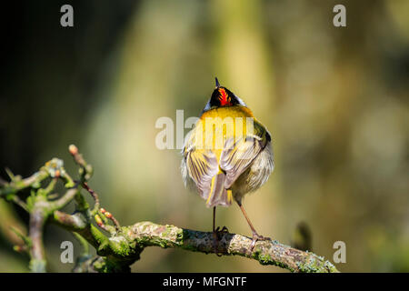 Nahaufnahme von einem kleinen gemeinsamen Firecrest (Regulus ignicapilla) Vogel Futter durch Zweige von Bäumen und Bush im Frühjahr an einem sonnigen Tag Stockfoto