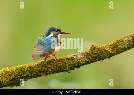 Eine Nahaufnahme der Eisvogel (Alcedo atthis) thront und das Putzen auf einem Zweig der Nahrungssuche und Angeln im Frühling früh morgens das Sonnenlicht. Die hinterg Stockfoto