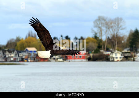 Adler fliegen tief über den Fraser River. Stockfoto