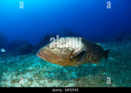 Dusky Grouper, Ephinepelus marginatus, Gefährdete (IUCN), Santa Teresa, Sardinien, Italien, Tyrrhenische Meer, Mittelmeer Stockfoto