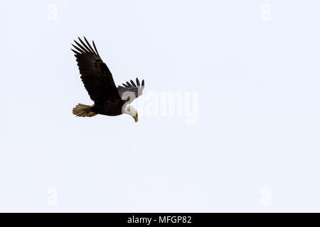 Weißkopfseeadler schwebt über dem Wasser auf der Suche nach Beute Stockfoto