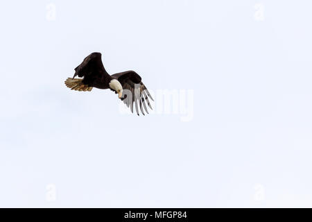 Weißkopfseeadler schwebt über dem Wasser auf der Suche nach Beute Stockfoto