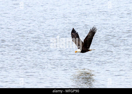 Adler fliegen tief über den Fraser River. Stockfoto