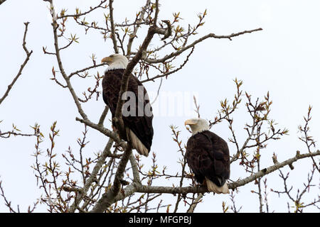 Paar Weißkopfseeadler auf Ästen thront Stockfoto