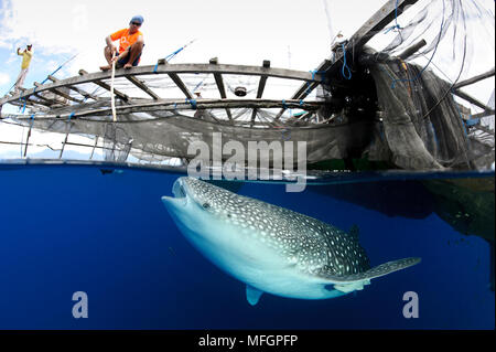 Ein Walhai (Firma IPCON typus), unter einem traditionellen Fischfang Plattform (Bagan) in Cenderawasih Bay, Papua, Indonesien. Dieses Bild dokumentiert die relatio Stockfoto