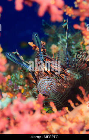 Gemeinsame: Pterois volitans Lionfish, unter Korallen ruhen, die Salomonen