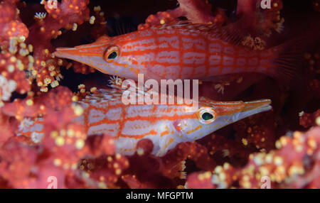 Longnose fischfreundschaften: Oxycirrhites typus, ein Paar unter Weichkorallen in einer Tiefe von 10 Metern, die Salomonen Stockfoto