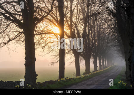 Fagus. Buche, von Bäumen gesäumten Straße im frühen Morgennebel bei Sonnenaufgang. Silhouette. Oxfordshire, UK Stockfoto