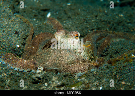 Der Tag Krake (Octopus cyanea) auf vulkanischen Sand, Lembeh Strait, Indonesien Stockfoto