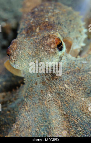 Der Tag Krake (Octopus cyanea) auf vulkanischen Sand, Lembeh Strait, Indonesien Stockfoto