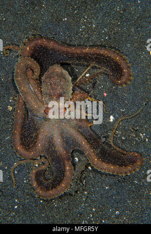 Der Tag Krake (Octopus cyanea) auf vulkanischen Sand, Lembeh Strait, Indonesien Stockfoto