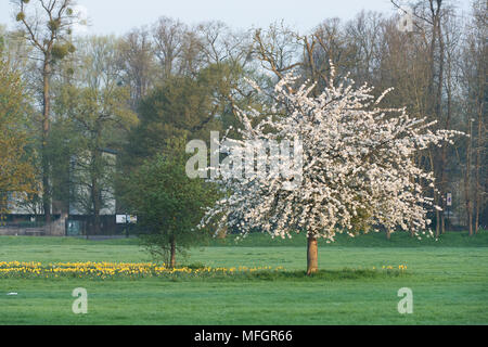 Frühling Baum Blüte und Narzissen in South Park bei Sonnenaufgang. Oxford, Oxfordshire, England Stockfoto