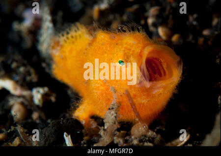 Behaart (gestreift) Anglerfisch: Antennarius striatus, diesem Beispiel ein Kind von ca. 5 mm Länge, Lembeh Starit Stockfoto