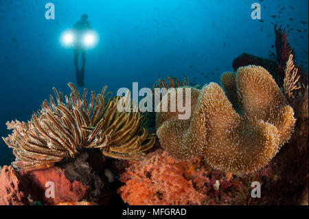 Taucher beleuchtet Pilz Leder Korallen: Sarcophyton SP. und Crinoid (Crinoid SP.) mit zwei Lampen, Raja Ampat, Indonesien Stockfoto