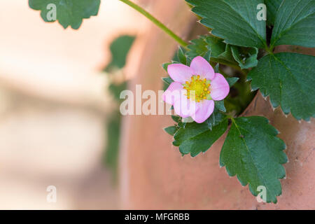 Fragaria x ananassa 'Cream' hinzufügen. Erdbeere 'Cream' Blume in einem Terrakottatopf im Frühjahr hinzufügen. Großbritannien Stockfoto