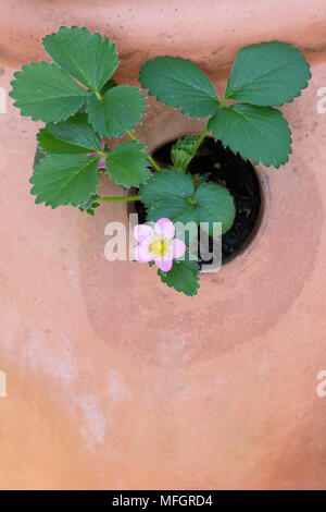 Fragaria x ananassa 'Cream' hinzufügen. Erdbeere 'Cream' Blume in einem Terrakottatopf im Frühjahr hinzufügen. Großbritannien Stockfoto