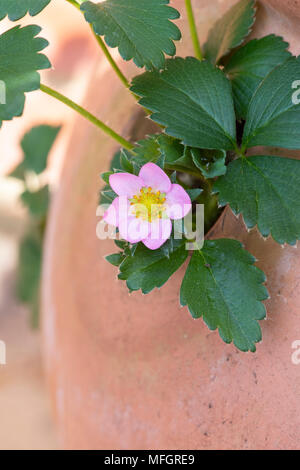 Fragaria x ananassa 'Cream' hinzufügen. Erdbeere 'Cream' Blume in einem Terrakottatopf im Frühjahr hinzufügen. Großbritannien Stockfoto