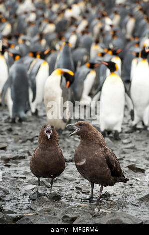 Braune Skua (Stercorarius Antarcticus) und Königspinguin (Aptenodytes Patagonicus), Salisbury Plain, Süd-Georgien Stockfoto