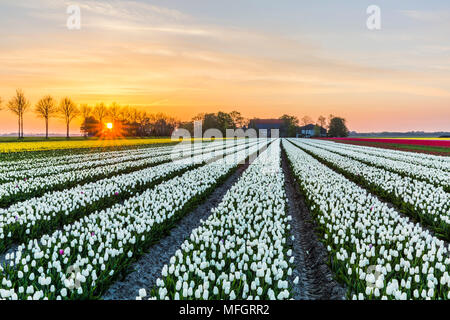 Sonnenaufgang über das White Tulip Feld in dem Nordostpolder Gemeinde, Flevoland Stockfoto