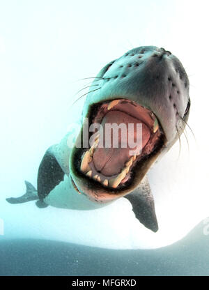 Seeleopard (Hydrurga Leptonyx), mouthing sein eigenes Spiegelbild in der Kamera Hafen, Astrolabium Island, Antarktis Stockfoto