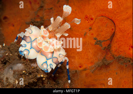 Harlekingarnelen: Hymenocera Elegans, mit leuchtend roten Schwamm im Hintergrund, Tulamben, Bali Stockfoto