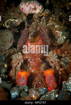 riesige Fangschreckenkrebs: Lysiosquillina Lisa, aka Lisas Fangschreckenkrebse peering von Burrow, Tulamben, Bali Stockfoto