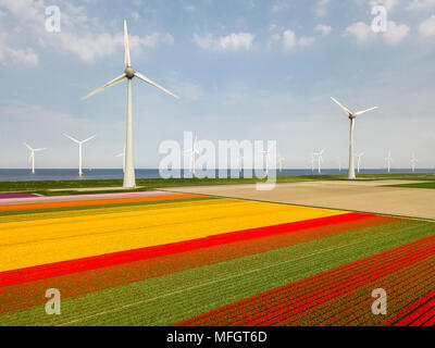 Luftaufnahme von tulpenfelder und Windkraftanlagen auf dem Nordostpolder Gemeinde, Flevoland Stockfoto