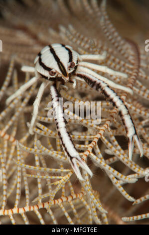 Peitschenkorallen hocken Hummer: Allogalathea Elegans, frontale Ansicht auf Peitschenkorallen Feather Star, Tulamben, Bali Stockfoto