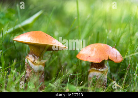 Zwei essbaren Pilzen suillus im Gras Nahaufnahme Stockfoto