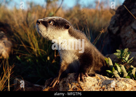 Baby Cape Clawless Otter Aonyx capensis alleine riskieren. Tsitsikamma Coastal National Park, Südafrika Stockfoto