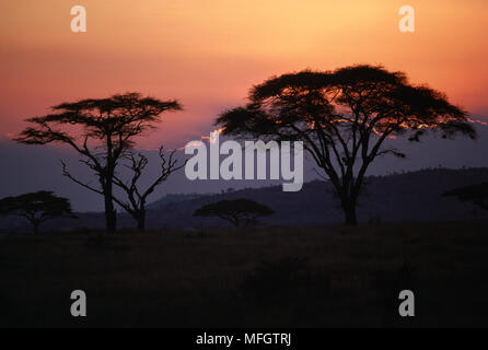 Fieber bäume Acacia xanthophloea Seronera Tal, Serengeti National Park, Tansania, Ostafrika Stockfoto