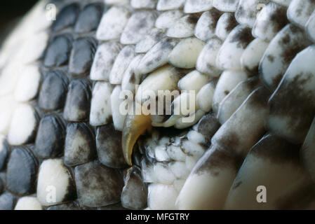 Südafrikanischer Python Python sebae Natalensis "Kralle" (verkümmerte Bein) Stockfoto