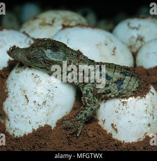 Nilkrokodil Crocodylus niloticus aus Ei, durch rote Ameisen angegriffen wird, Natal, Südafrika Stockfoto